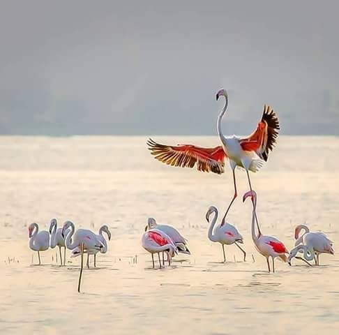 ΠΡΟΣΦΟΡΑ ΙΧΝΗΛΑΤΗΣ ΛΙΜΝΗ ΚΕΡΚΙΝΗ